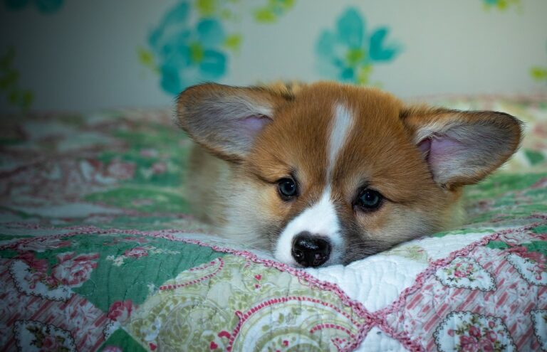 99exch Review: Features, Security, and Market Position in India